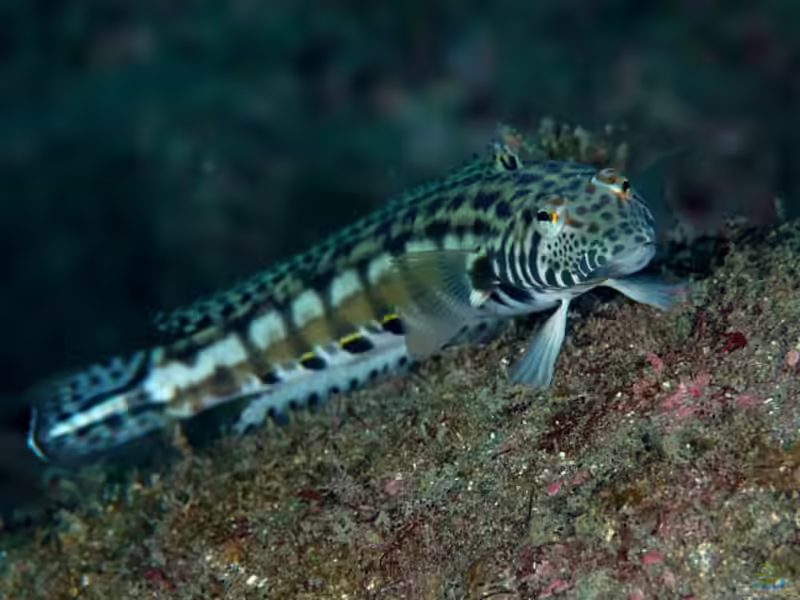 Parapercis kamoharai im Aquarium halten (Einrichtungsbeispiele für Piano-Sandbarsche)