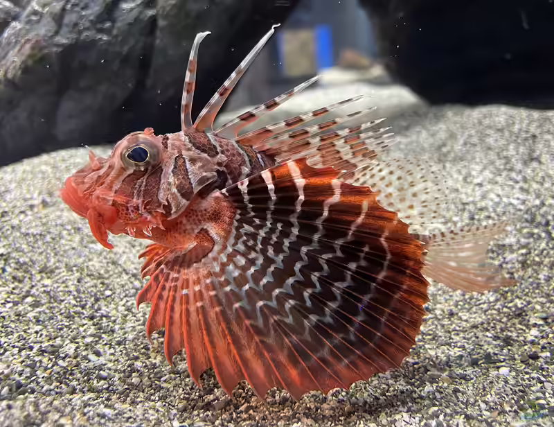 Parapterois heterura im Aquarium halten (Einrichtungsbeispiele für Blauflossen-Feuerfische)