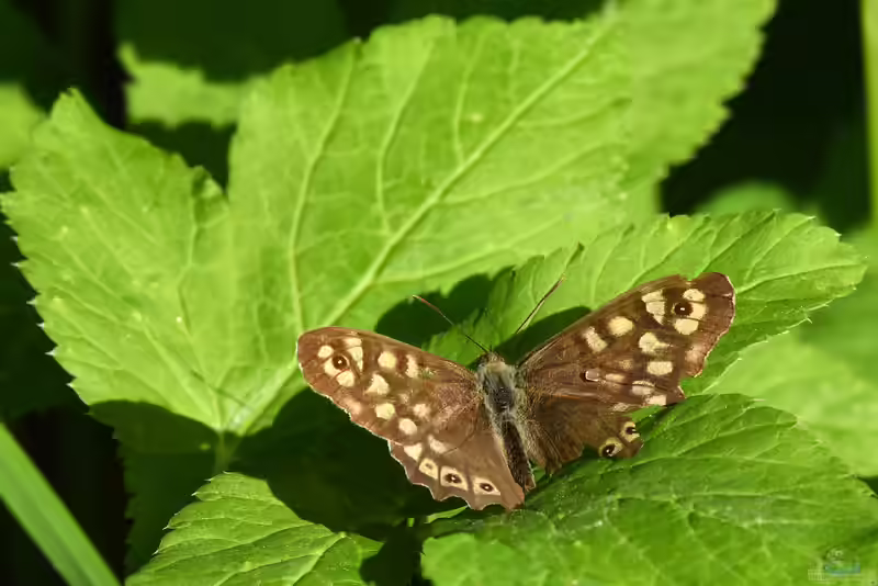 Pararge aegeria im Garten (Einrichtungsbeispiele mit Waldbrettspiel)