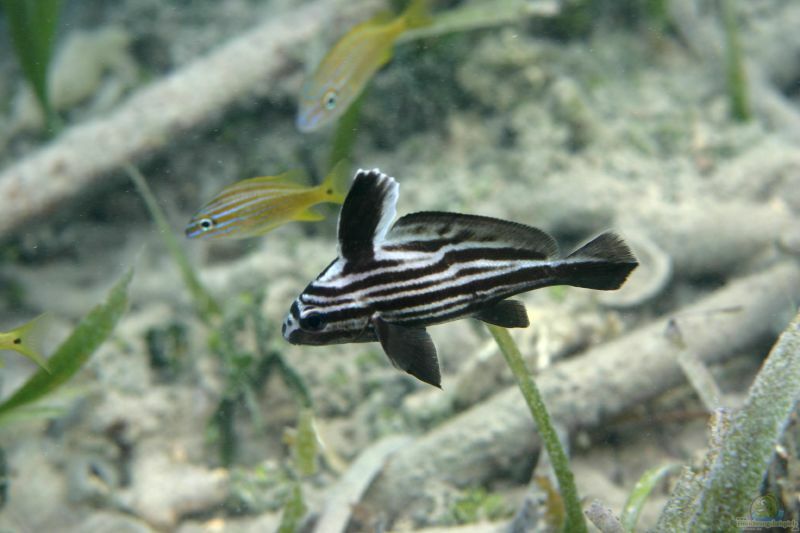 Pareques acuminatus im Aquarium halten (Einrichtungsbeispiele für Streifen-Ritterfisch)  - Pareques-acuminatusaquarium