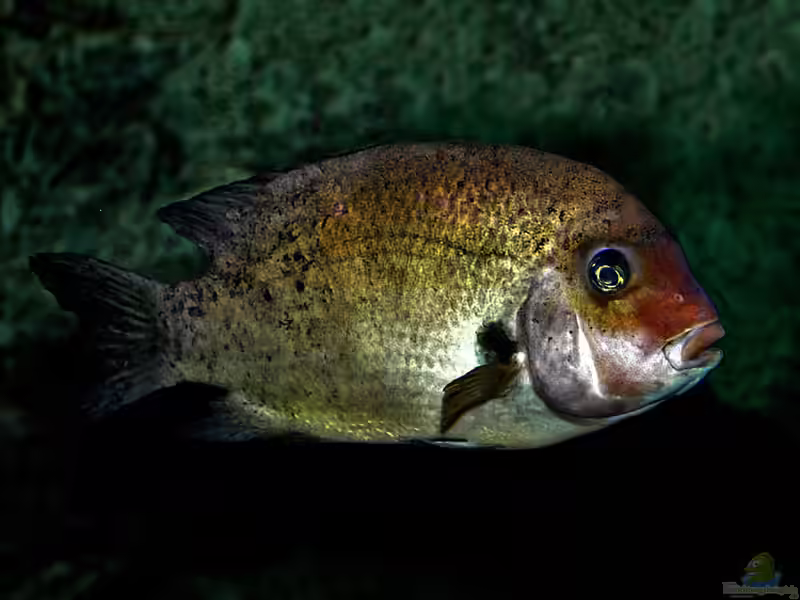 Paretroplus damii im Aquarium halten (Einrichtungsbeispiele für Paretroplus damii)