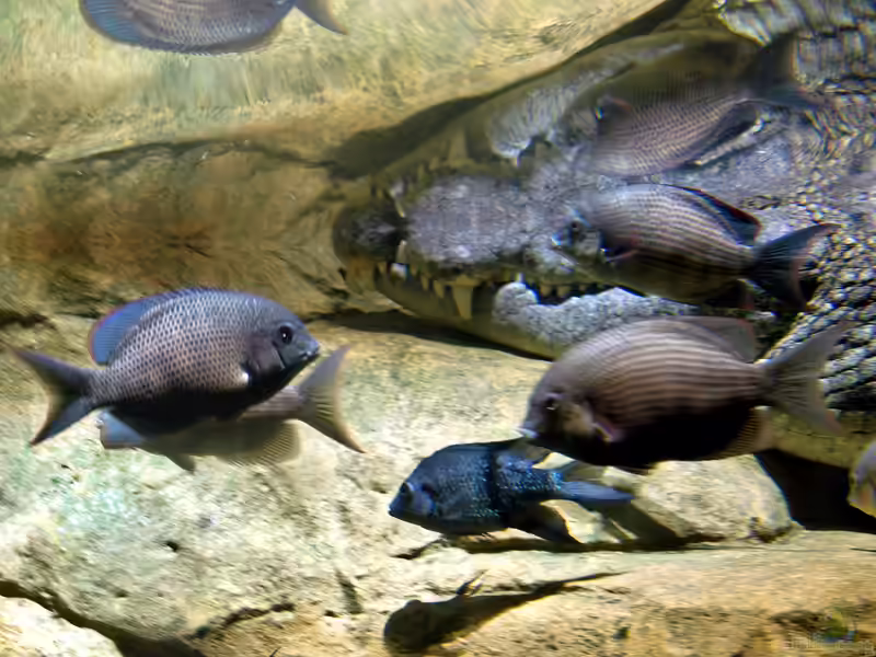 Paretroplus menarambo im Aquarium halten (Einrichtungsbeispiele für Menarambo-Buntbarsche)