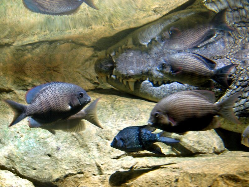 Paretroplus menarambo im Aquarium halten (Einrichtungsbeispiele für Menarambo-Buntbarsche)