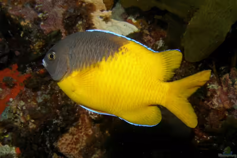 Parma bicolor im Aquarium halten (Einrichtungsbeispiele mit Zweifarbiger Riffbarsch)