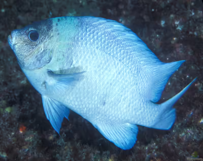 Parma kermadecensis im Aquarium halten (Einrichtungsbeispiele mit Kermadec-Riffbarsch)