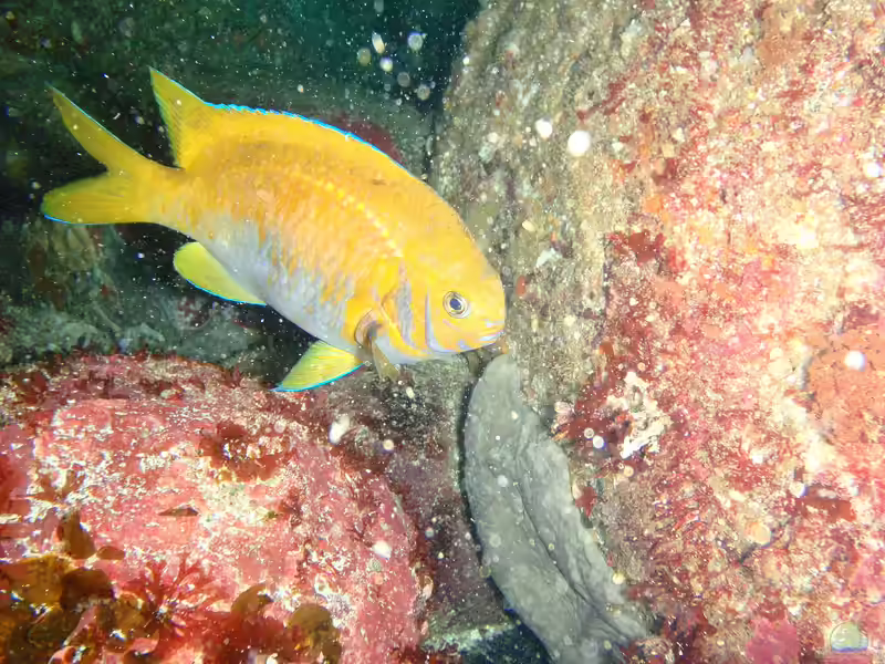 Parma victoriae im Aquarium halten (Einrichtungsbeispiele mit Victorias Riffbarsch)