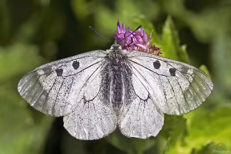 Parnassius mnemosyne im Garten (Einrichtungsbeispiele mit Schwarzer Apollofalter)