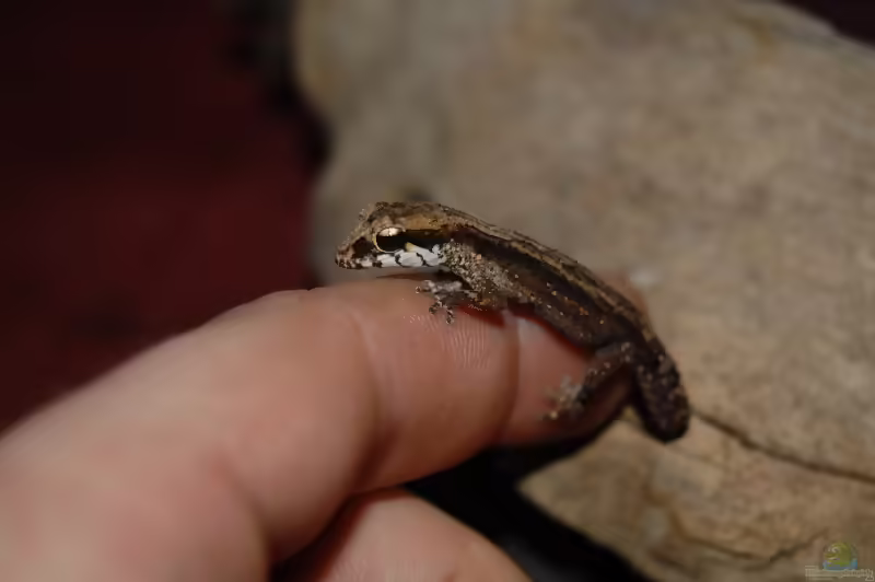 Kleiner Madagaskargecko - Paroedura androyensis: Haltung, Lebensraum und Pflege im Terrarium (Einrichtungsbeispiele mit Paroedura androyensis)
