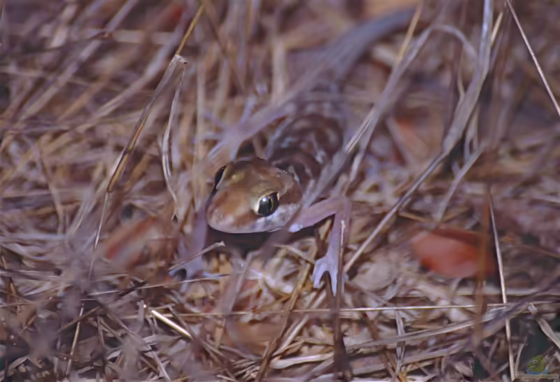 Brauner Madagaskargecko: Paroedura bastardi im Terrarium halten (Einrichtungsbeispiele mit Paroedura bastardi)