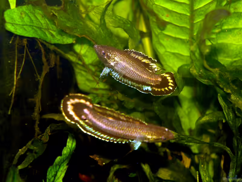 Parosphromenus harveyi im Aquarium halten (Einrichtungsbeispiele für Parosphromenus harveyi)