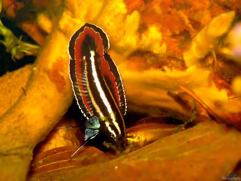Parosphromenus phoenicurus: Rotschwanz-Prachtguramis im Aquarium halten (Einrichtungsbeispiele mit Rotschwanz-Prachtgurami)