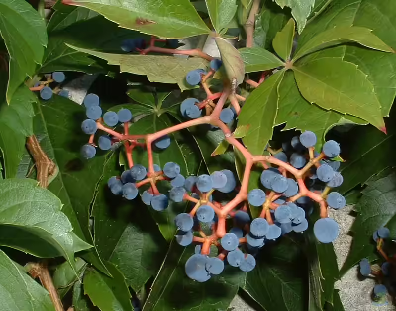 Parthenocissus quinquefolia im Garten pflanzen (Einrichtungsbeispiele mit Selbstkletternde Jungfernrebe)
