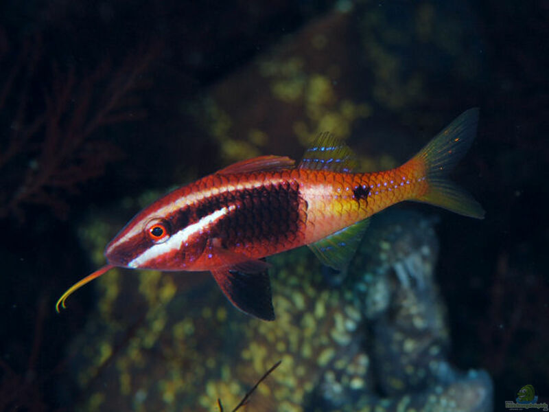 Parupeneus barberinoides im Aquarium halten (Einrichtungsbeispiele für Zweifarben-Meerbarbe)