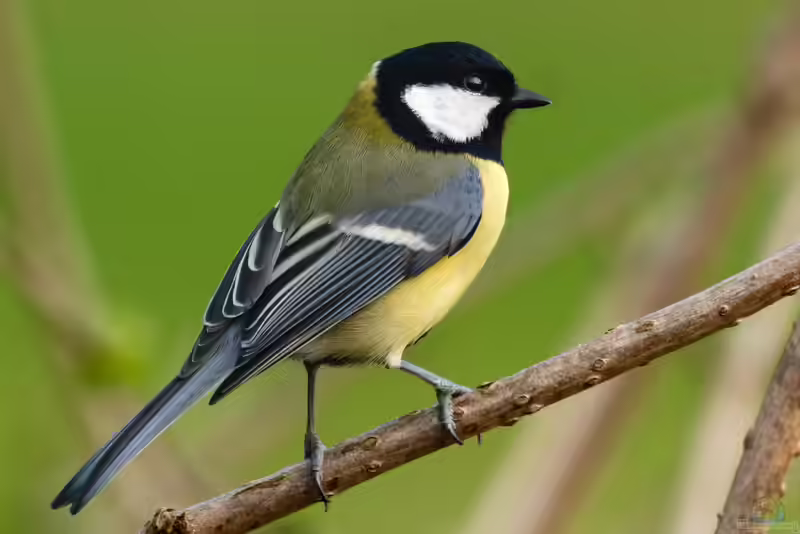 Parus major im Garten (Einrichtungsbeispiele mit Kohlmeise)