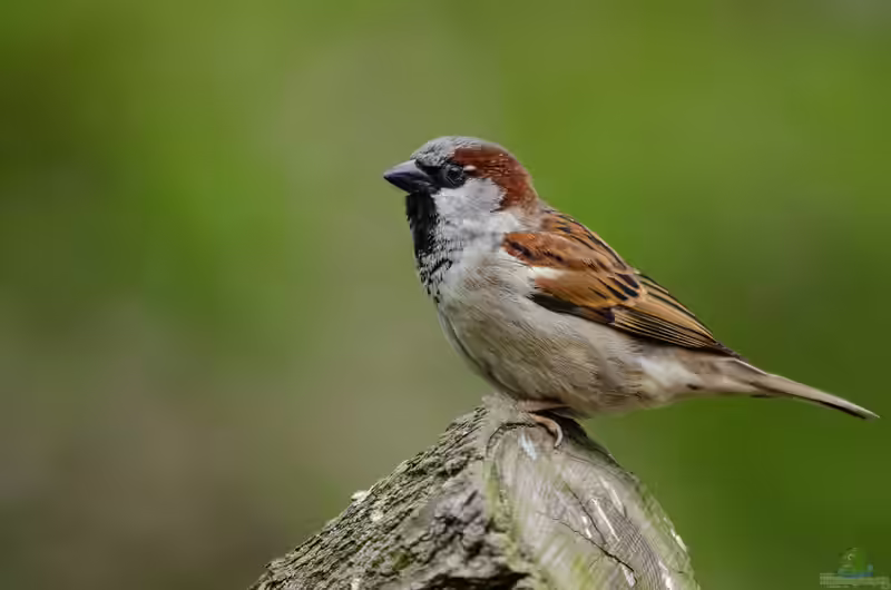 Passer domesticus im Garten (Einrichtungsbeispiele mit Haussperling)