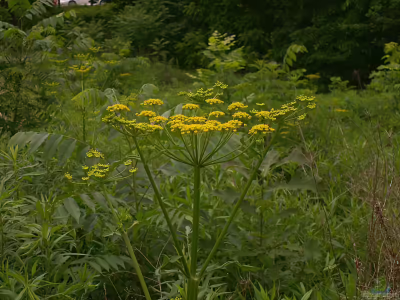 Pastinaca sativa im Garten pflanzen (Einrichtungsbeispiele mit Echter Pastinak)