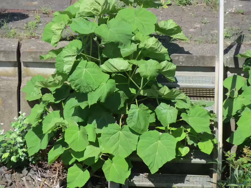 Paulownia tomentosa im Garten pflanzen (Einrichtungsbeispiele mit Blauglockenbaum)
