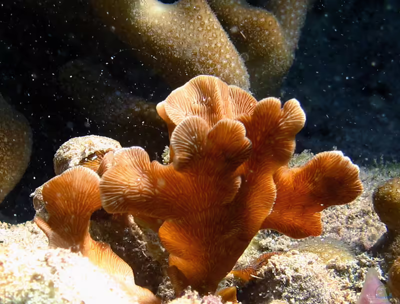 Pavona cactus im Aquarium halten (Einrichtungsbeispiele für Großpolypige Steinkoralle)
