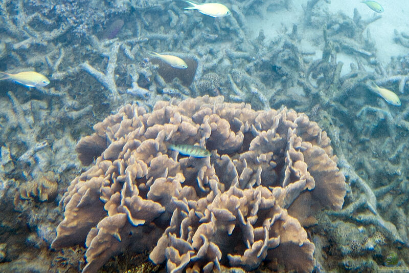 Pavona frondifera im Aquarium halten (Einrichtungsbeispiele für Großpolypige Steinkoralle)
