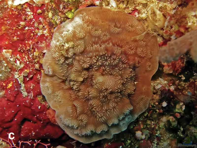 Pavona maldivensis im Aquarium halten (Einrichtungsbeispiele für Großpolypige Steinkoralle)