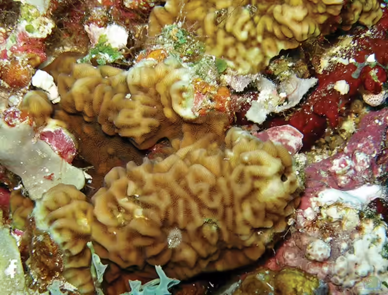 Pavona venosa im Aquarium halten (Einrichtungsbeispiele für Großpolypige Steinkoralle)