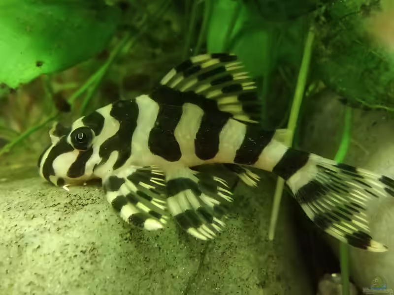 Peckoltia compta im Aquarium halten (Einrichtungsbeispiele mit Inka Tapajos Zebra)
