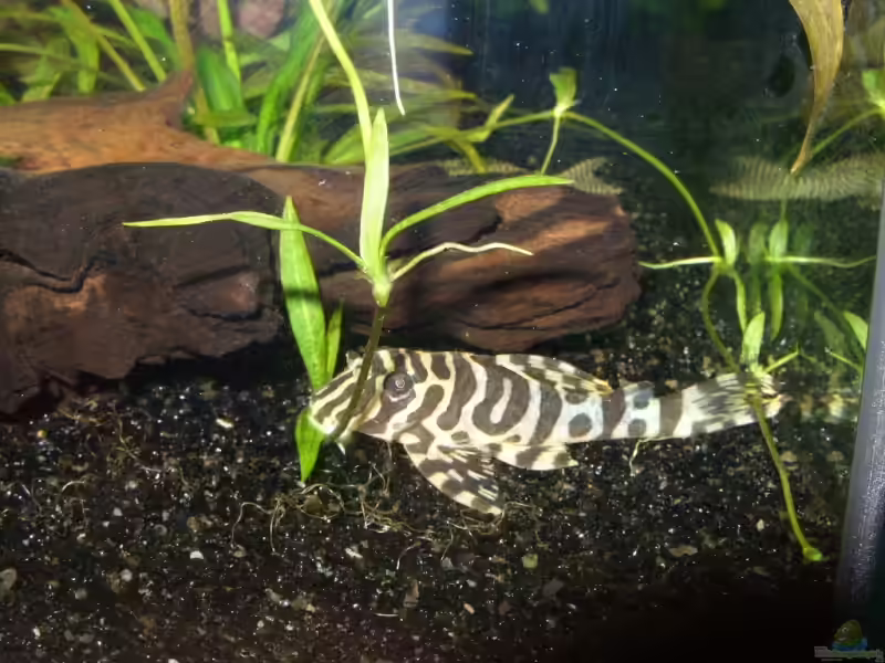 Peckoltia im Aquarium halten (Einrichtungsbeispiele mit Peckoltia-Arten)