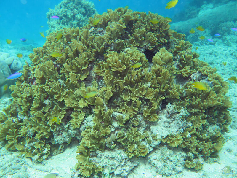 Pectinia paeonia im Aquarium halten (Einrichtungsbeispiele für Salatblatt-Koralle)  - Pectinia-paeoniaaquarium