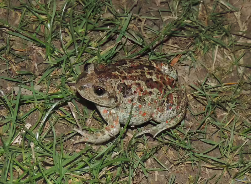 Pelobates fuscus im Gartenteich (Einrichtungsbeispiele mit Knoblauchkröte)