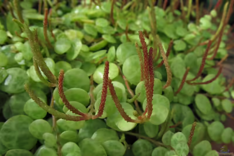 Peperomia prostrata im Terrarium pflanzen (Einrichtungsbeispiele mit Zwergpfeffer)