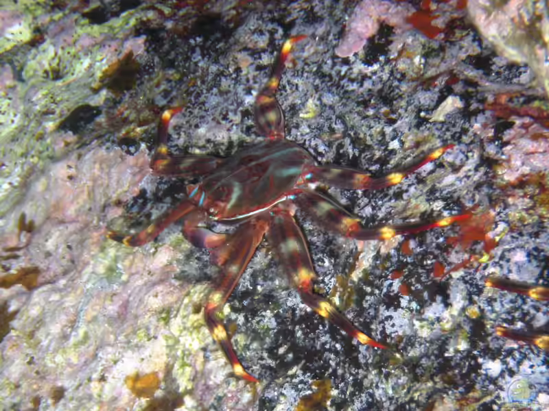 Percnon gibbesi im Aquarium halten (Einrichtungsbeispiele für Felsenkrabbe)
