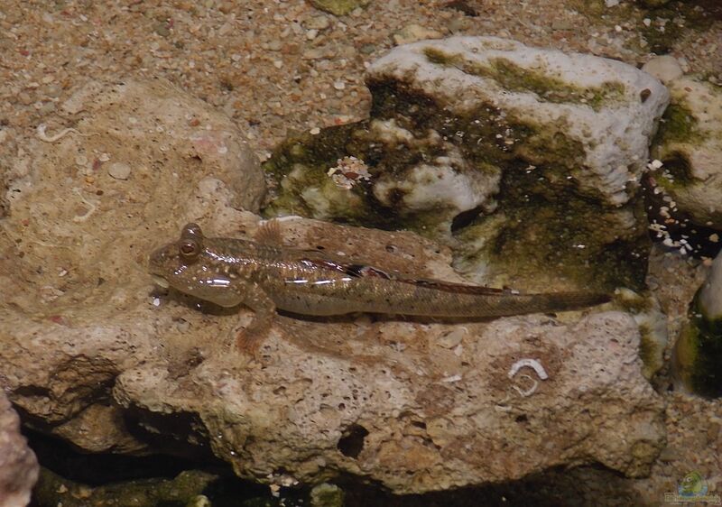 Periophthalmus argentilineatus im Aquarium halten (Einrichtungsbeispiele für Silberlinien-Schlammspringer)