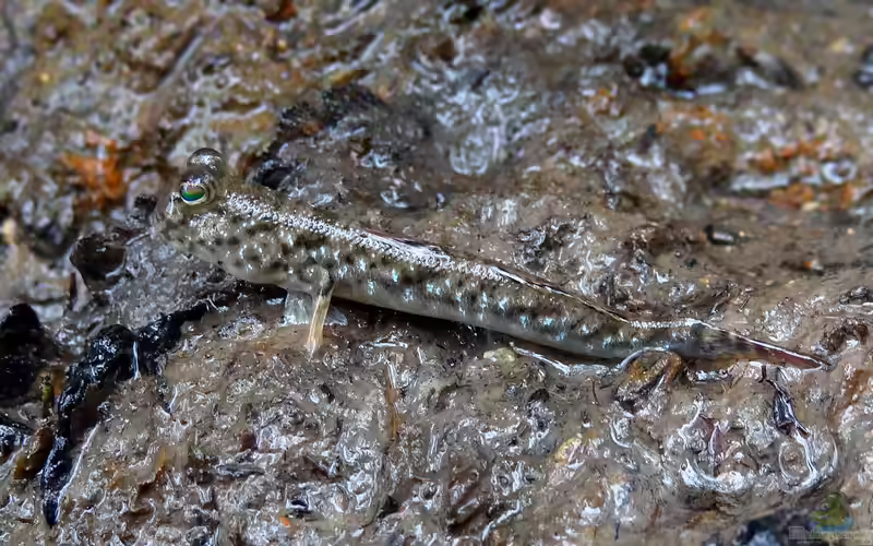 Periophthalmus gracilis im Aquarium halten (Einrichtungsbeispiele für Schlanker Schlammspringer)