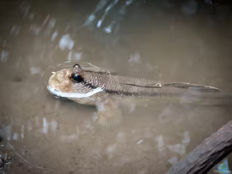Periophthalmus spilotus im Aquarium halten (Einrichtungsbeispiele für Periophthalmus spilotus)