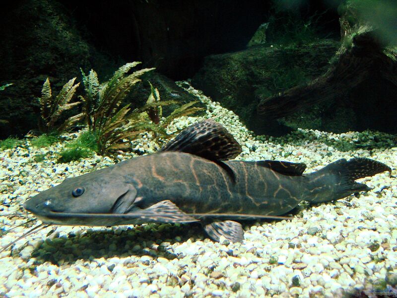 Perrunichthys perruno im Aquarium halten (Einrichtungsbeispiele für Leopard-Antennenwels)  - Perrunichthys-perrunoaquarium