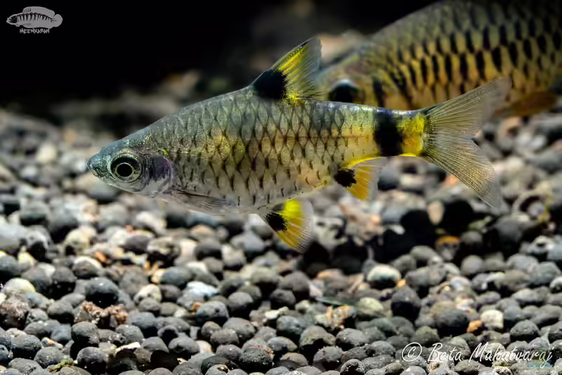Pethia gelius im Aquarium halten (Einrichtungsbeispiele mit Indische Fleckenbarbe)