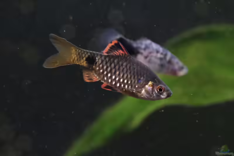 Die Gattung Pethia - kleinr bis mittelgroße Süßwasserfische (Einrichtungsbeispiele mit Pethia-Arten)