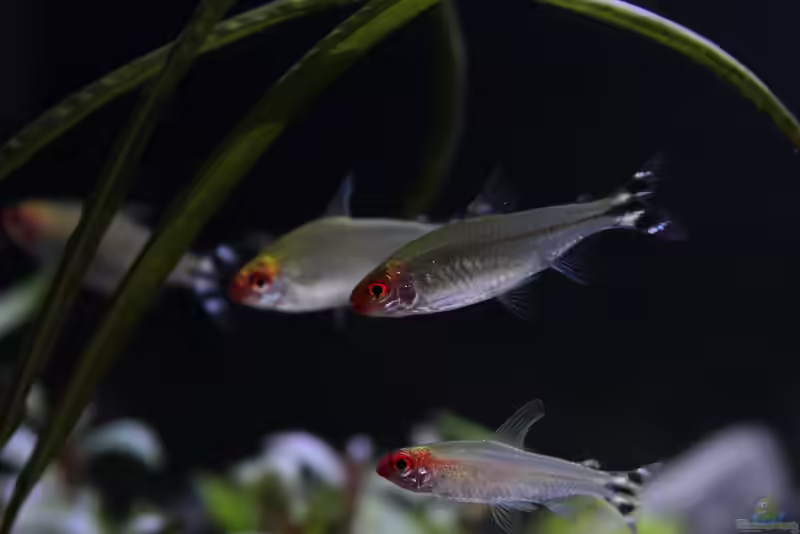 Petitella bleheri im Aquarium halten (Einrichtungsbeispiele mit Blehers Rotkopfsalmler)