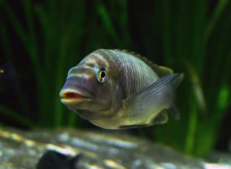 Petrochromis: Anspruchsvolle Aufwuchsfresser aus dem Tanganjikasee (Einrichtungsbeispiele mit Petrochromis-Arten)