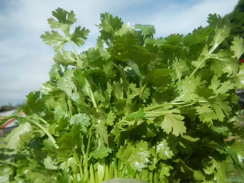 Petroselinum crispum am Gartenteich (Einrichtungsbeispiele mit Petersilie)