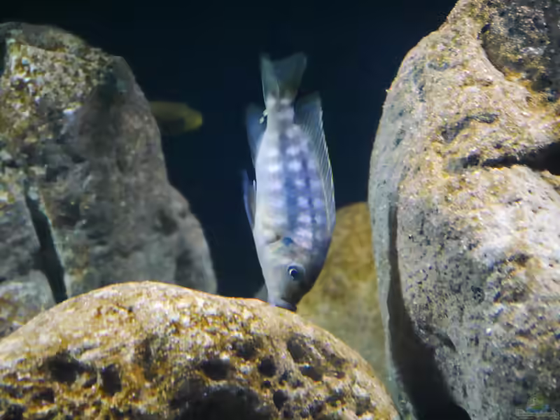 Petrotilapia: Kraftvolle Mbuna für erfahrene Malawi-Aquarianer (Einrichtungsbeispiele mit Petrotilapia-Arten)