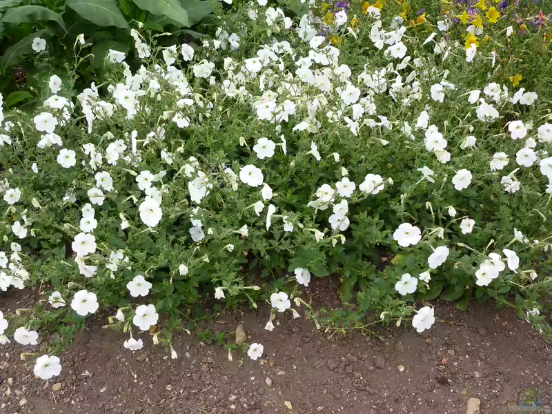 Petunia axillaris im Garten pflanzen (Einrichtungsbeispiele mit Weiße Petunie)