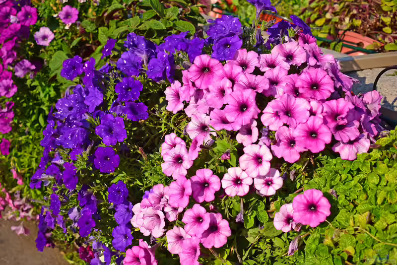 Petunia integrifolia im Garten pflanzen (Einrichtungsbeispiele mit Violette Petunie)