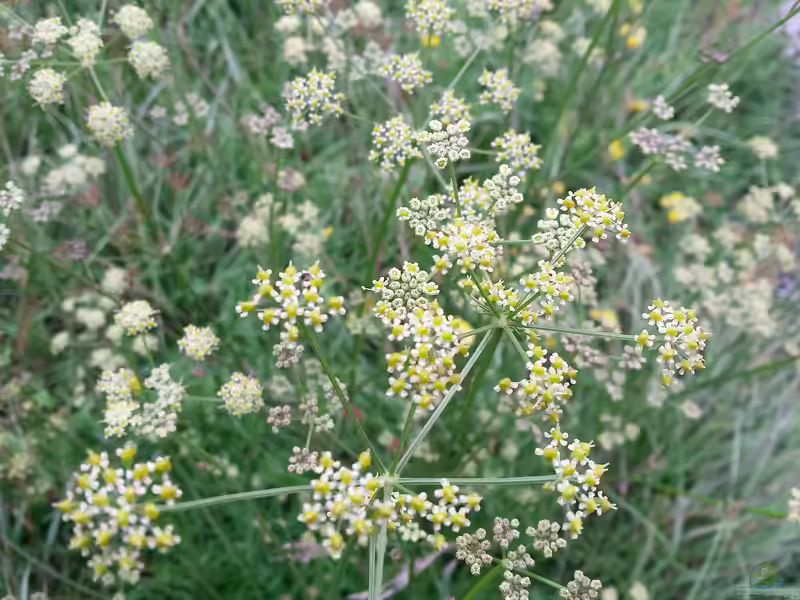 Peucedanum carvifolia im Garten pflanzen (Einrichtungsbeispiele mit Kümmel-Haarstrang)