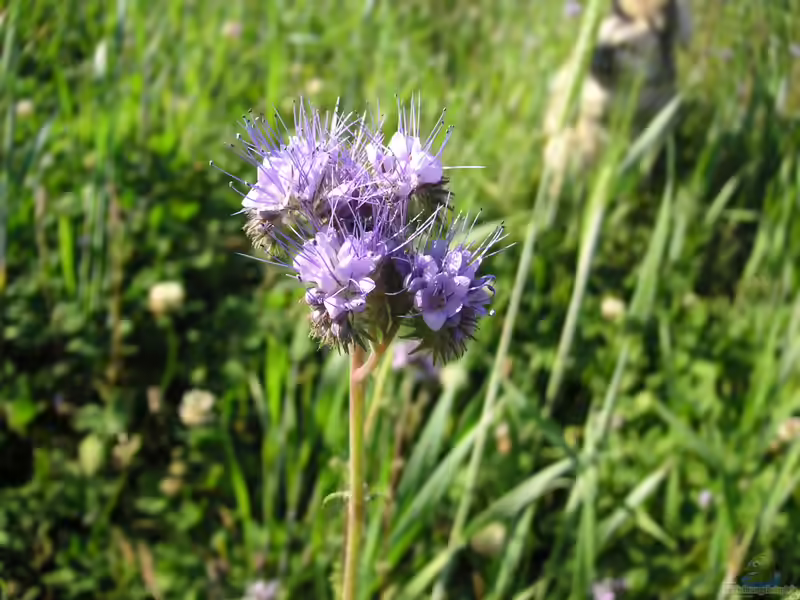 Phacelia tanacetifolia im Garten pflanzen (Einrichtungsbeispiele mit Rainfarn-Phazelie)