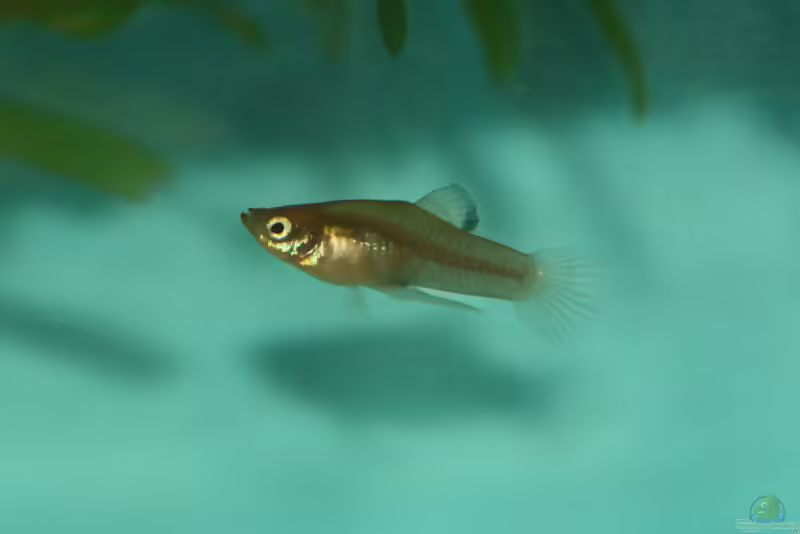 Phallichthys tico: Costa-Rica-Zwergkärpfling im Aquarium halten (Einrichtungsbeispiele mit Phallichthys tico)