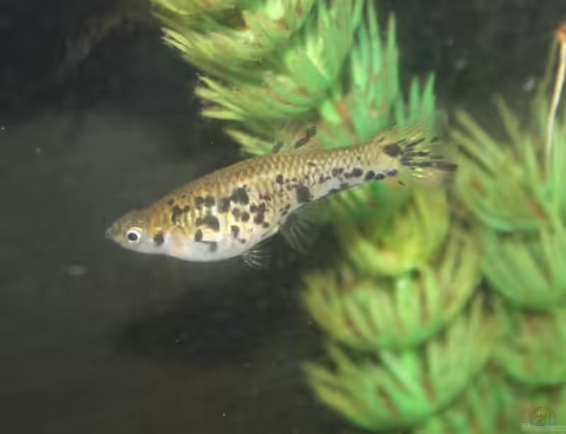 Phalloceros caudimaculatus im Aquarium halten (Einrichtungsbeispiele mit Gefleckter Kaudi)