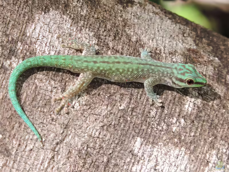 Aldabra-Taggecko: Phelsuma abbotti im Terrarium halten (Einrichtungsbeispiele mit Phelsuma abbotti)