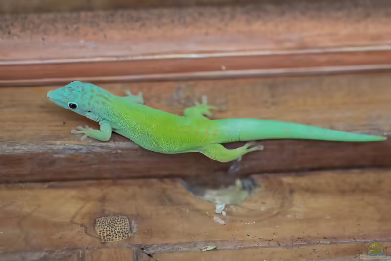 Andamanen-Taggecko: Phelsuma andamanense im Terrarium halten (Einrichtungsbeispiele mit Phelsuma andamanense)