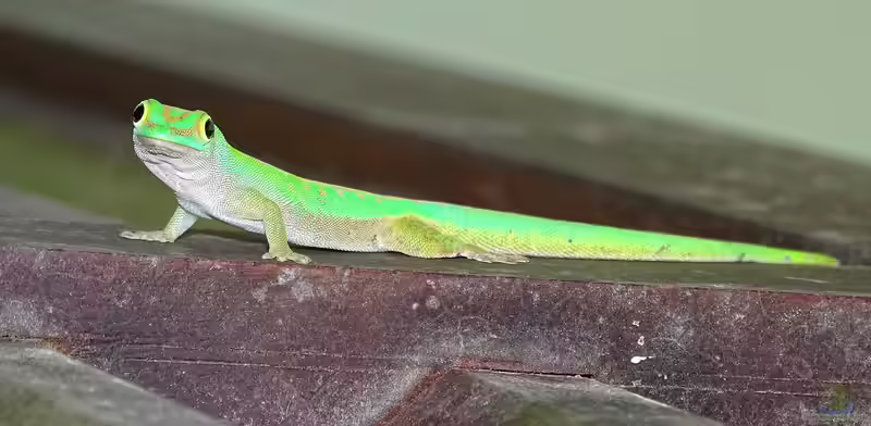 Phelsuma astriata im Terrarium halten (Einrichtungsbeispiele mit Kleiner Seychellen-Taggecko)